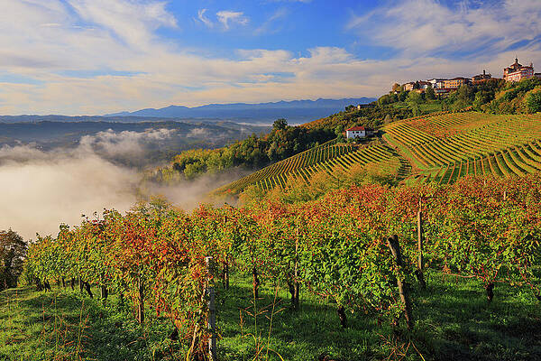 Wine Wall Art featuring the digital art Italy, Piedmont, Cuneo District, Strada Del Tartufo Bianco, Colline Del Barolo, Langhe, Barolo, View Of Novello Village Surrounded By Nebbiolo Da Barolo Vineyards by Riccardo Spila