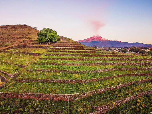 Italy Wall Art featuring the digital art Italy, Sicily, Catania District, Mount Etna, Pedara, Vineyard Of Monte Troina, In The Background The Etneo Town Of Pedara And The Erupting Etna by Alessandro Saffo
