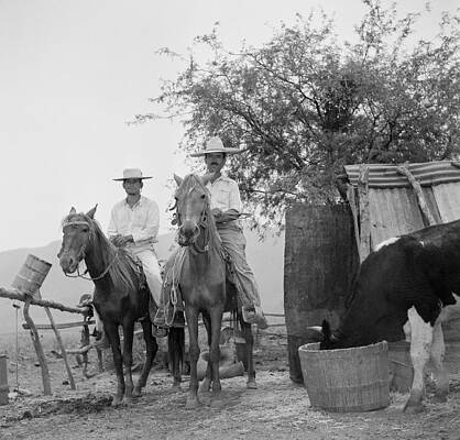 Cowboys on Horseback with Cattle Wall Art