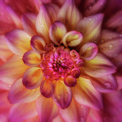 Delicate Photograph - Jewel Drops Dahlia by Mary Jo Allen
