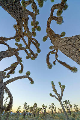 Wall Art featuring the photograph Joshua Tree Forest, Nevada by Eastcott Momatiuk