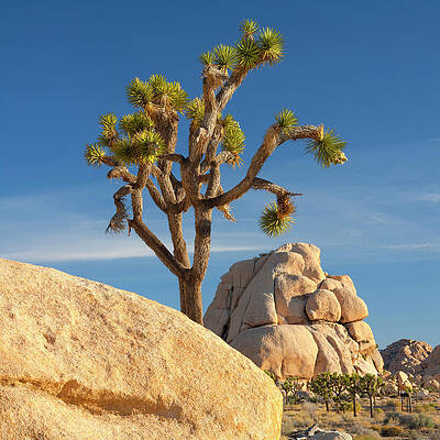 Joshua Tree and Rock Formation Wall Art