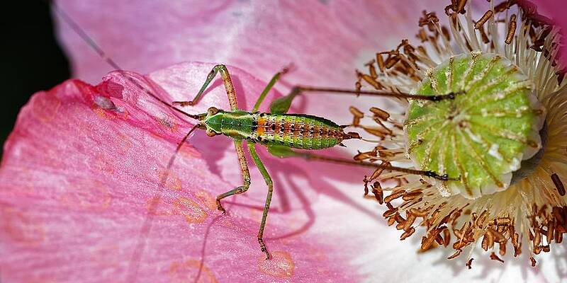 Wall Art featuring the photograph Pretty In Pink - Katydid Nymph by KJ Swan