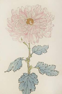 Traditional Painting - Keika Hyakugiku, Pl.14 by Keika Hasegawa