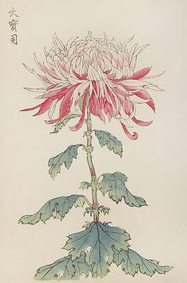Traditional Painting - Keika Hyakugiku, Pl.28 by Keika Hasegawa
