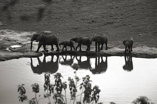 Elephant Wall Art featuring the digital art Kenya, African Elephants by Angelo Giampiccolo