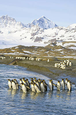 Wall Art featuring the photograph King Penguins Marching To Sea To Wash by Eastcott Momatiuk