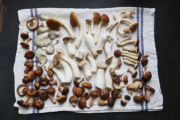 King Trumpet, Piopinni, Maitake, Shitake, Oyster And Matsutake Mushrooms On A White Tea Towel Print