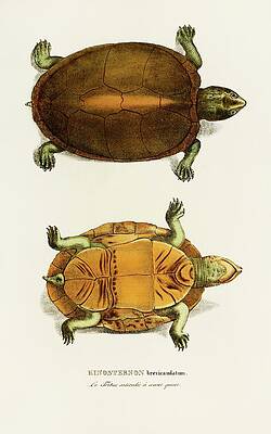 Reptile Painting - Kinosternon Brevicaudatum by Johann Baptist Von Spix