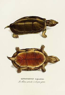 Reptile Painting - Kinosternon Longicaudatum by Johann Baptist Von Spix