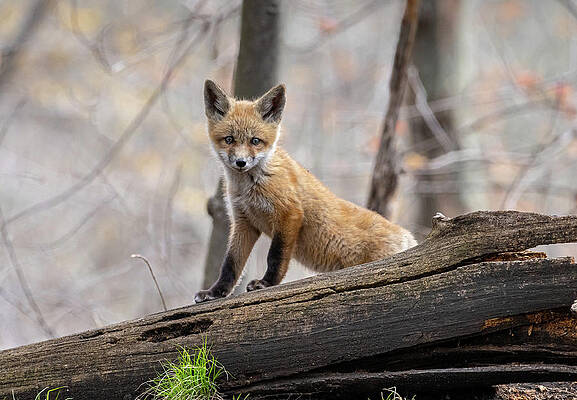 Country Wall Art featuring the photograph Kit by James Overesch