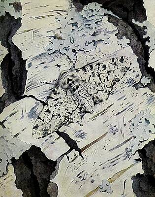 Insects Painting - La Phalne Du Bouleau by Paul-andre Robert