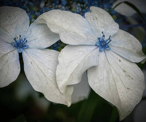 Beautiful Photograph - Lace Leaf Hydrangea by Jean Noren