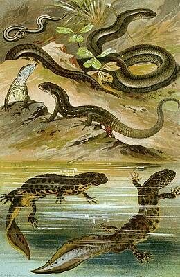 Reptile Painting - Lacerta Vivipara, Triton Cristatus, Anguis Fragilis by Bruno Durigen