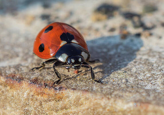 Wild Photograph - Ladybird On Concrete by Scott Lyons