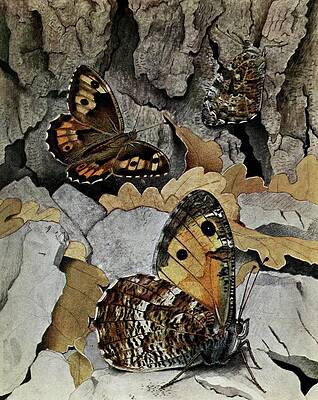Insects Painting - Lagreste by Paul-andre Robert