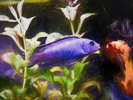 Wildlife Digital Art - Lake Malawi Blue Zebra by Don Northup