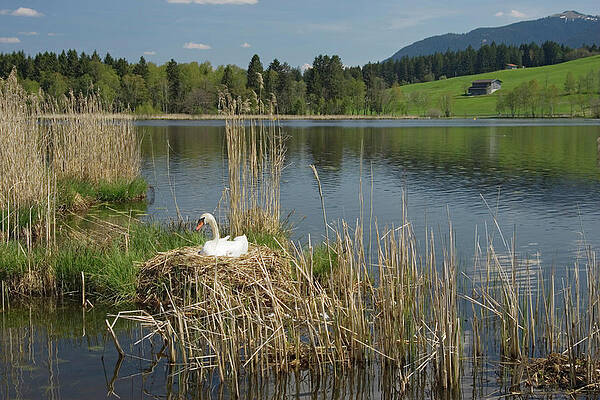 Lake With Swan On Nest,cygnus Olor, Upper Bavaria, Germany Print