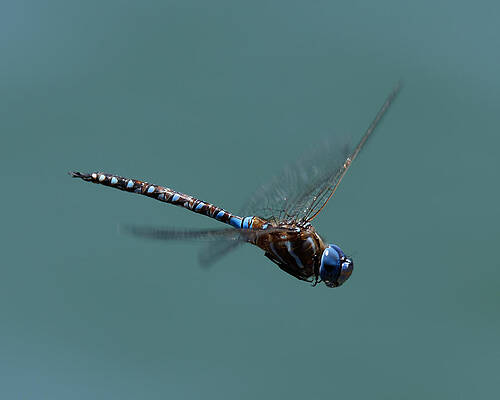 Vibrant Photograph - Landing Gear Up -- Blue-Eyed Darner Dragonfly Male In San Luis Obispo, California by Darin Volpe