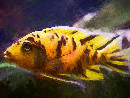 Wildlife Digital Art - Large OB Peacock Cichlid by Don Northup