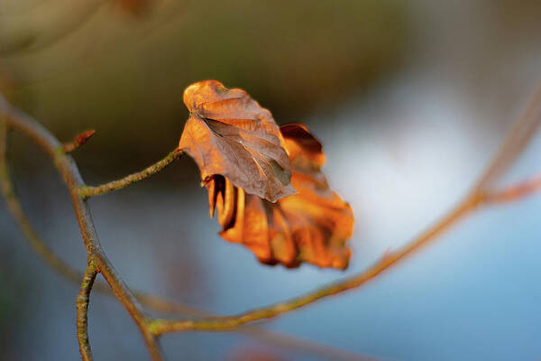 Isolate Wall Art featuring the photograph Last Leaves Of Autumn by Scott Lyons