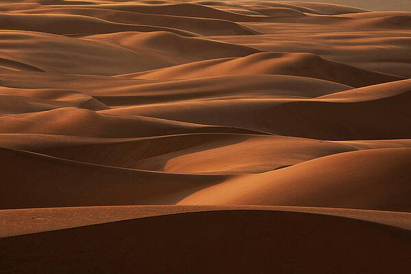 Wall Art featuring the photograph Late Afternoon Light On The Sand Dunes by Mint Images - Art Wolfe