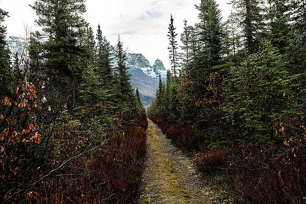 Wall Art featuring the photograph Late Fall by Fred Denner