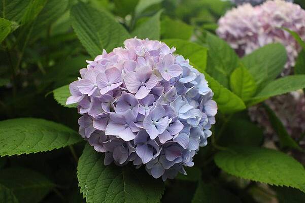 Nature Wall Art featuring the photograph Lavender Hydrangea, Cape May by Christopher Lotito