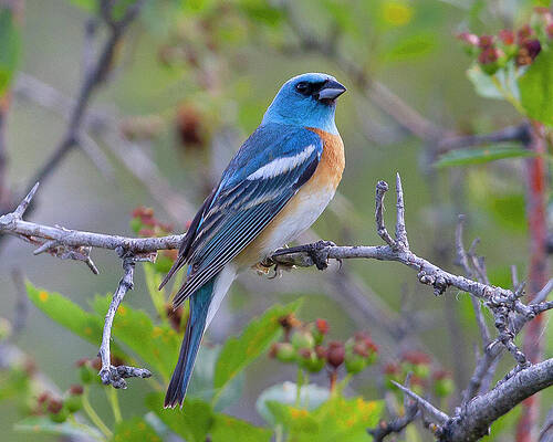 Nature Photograph - Lazuli Bunting by Jim E Johnson