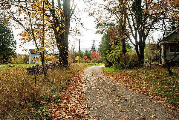 Fall Wall Art featuring the photograph Leafy Lane In Autumn by Tom Cochran