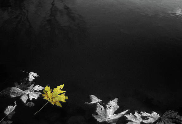 Wall Art featuring the digital art Leaves On The Edge by Jeff Phillippi