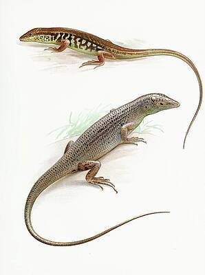 Reptile Painting - Leiolopisma Pullum Barbour And Dasia Smaragdinum by Thomas Barbour