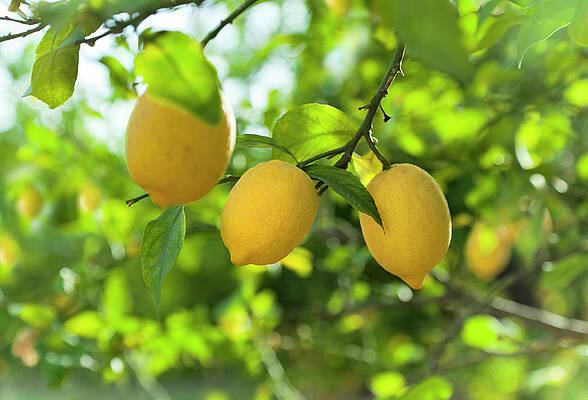 Ripe Lemons on a Sunny Day Wall Art