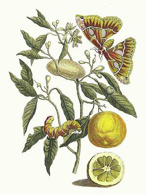 Maria Sibylla Merian's Botanical Art Painting