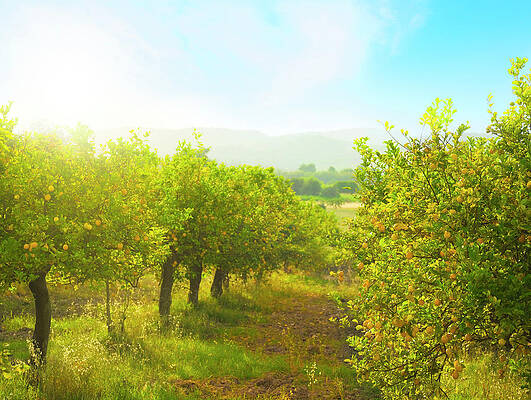 Sunny Orchard with Lemon Trees Wall Art