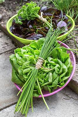 Lettuces, Chives And Parsley In Bowls On A Garden Path Print