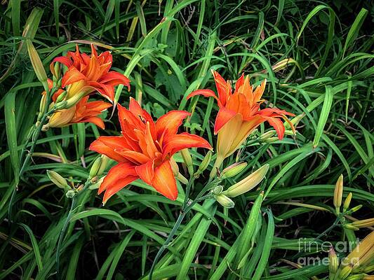 Summer Photograph - Lilies by William Norton