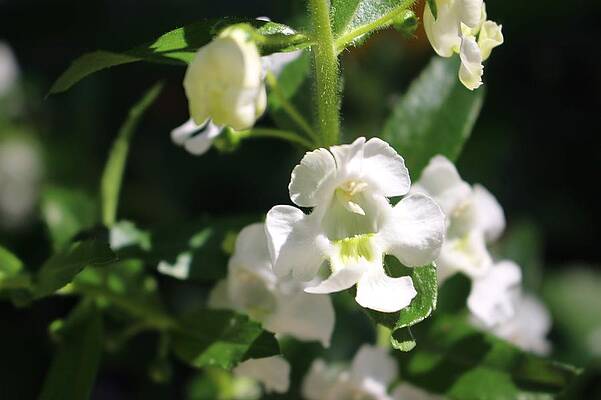 Nature Wall Art featuring the photograph Lily Of The Valley, Cape May by Christopher Lotito