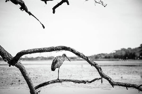 Landscape Photograph - Limpkin by Joe Leone