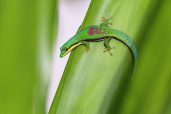 Lined Day Gecko, Phelsuma Lineata Bifasciata, Canal De Pangalanes, East Madagascar, Africa Print
