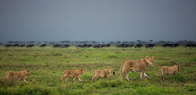 Wall Art featuring the photograph Lion And Cubs Crossing The Grassland In by Mint Images - Art Wolfe
