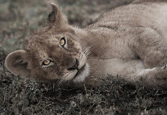 Wall Art featuring the photograph Lion Cub Lying On The Ground In The by Mint Images - Art Wolfe