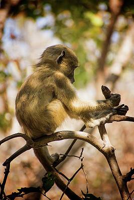 Wildlife Wall Art featuring the photograph Little Baboon by Robert Grac