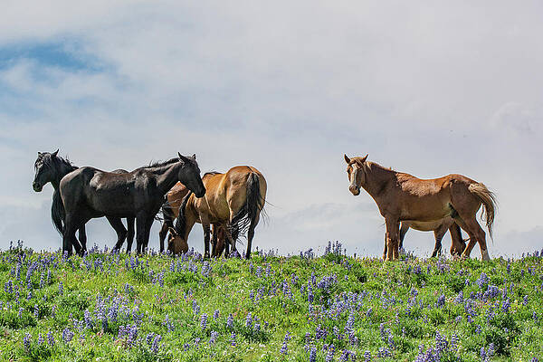 Wyoming Photograph - Little Band Of Wild Mustangs by Douglas Wielfaert