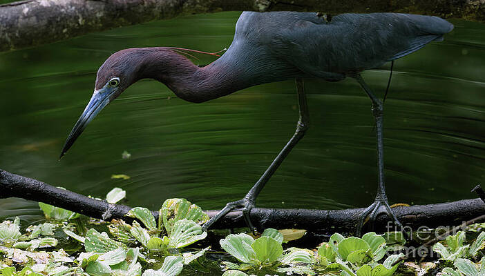 Marsh Photograph - Little Blue Heron In Sanctuary by Natural Focal Point Photography