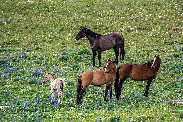 Wyoming Photograph - Little Mustang Family by Douglas Wielfaert