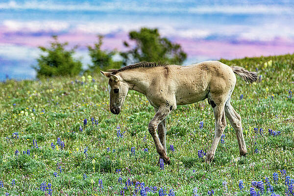 Wyoming Photograph - Little Mustang Of Pryor Mountain by Douglas Wielfaert