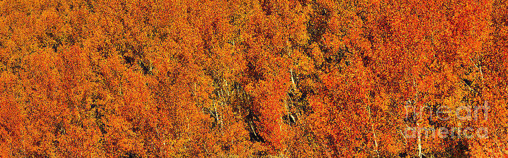 Utah Photograph - Logan Utah Fall Foliage Panorama by Adam Jewell