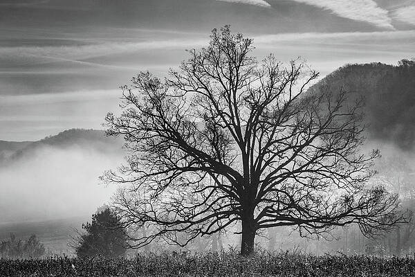 Wall Art featuring the photograph Lone Tree In Fog by Lloyd Gillies