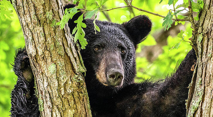 Cade Cove Photograph - Lonely Boy by Marcy Wielfaert
